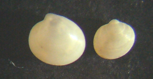 Piccolo bivalve 1